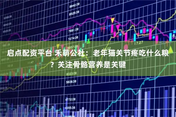 启点配资平台 禾萌公社：老年猫关节疼吃什么粮？关注骨骼营养是关键